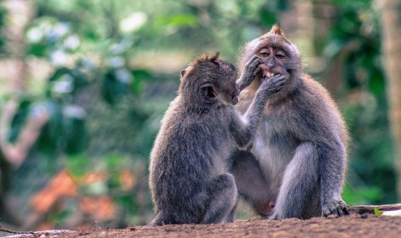 Bosque de monos en Ubud