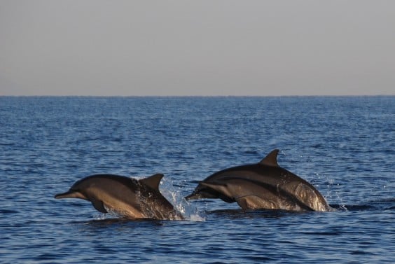 delfines en bali
