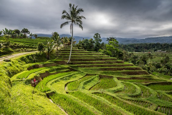 Terrazas de arroz de Jatiluwih Bali