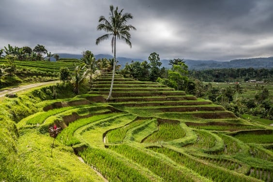 terraços de arroz Bali