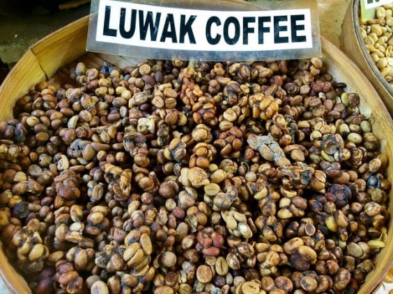 kopi luwak café mais caro do mundo 