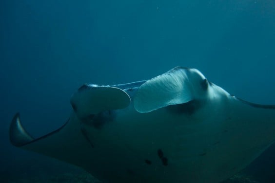 Snorkeling Nusa Lembongan