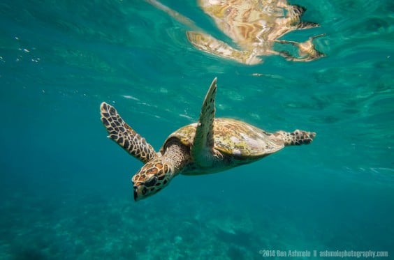 Tartarugas Gili Meno 