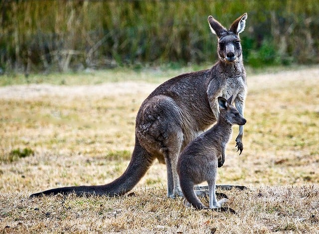 kangaroo 