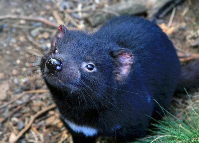 tasmania devil