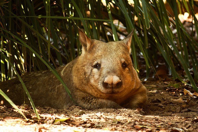 wombat