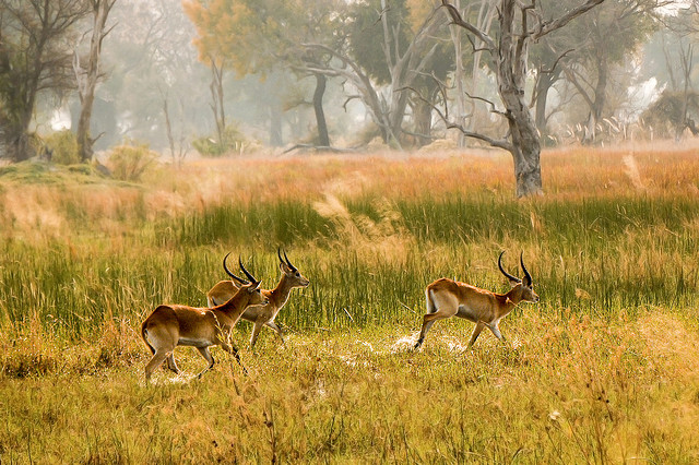 impala - blog eDreams