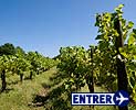 Bordeaux, vins et culture.