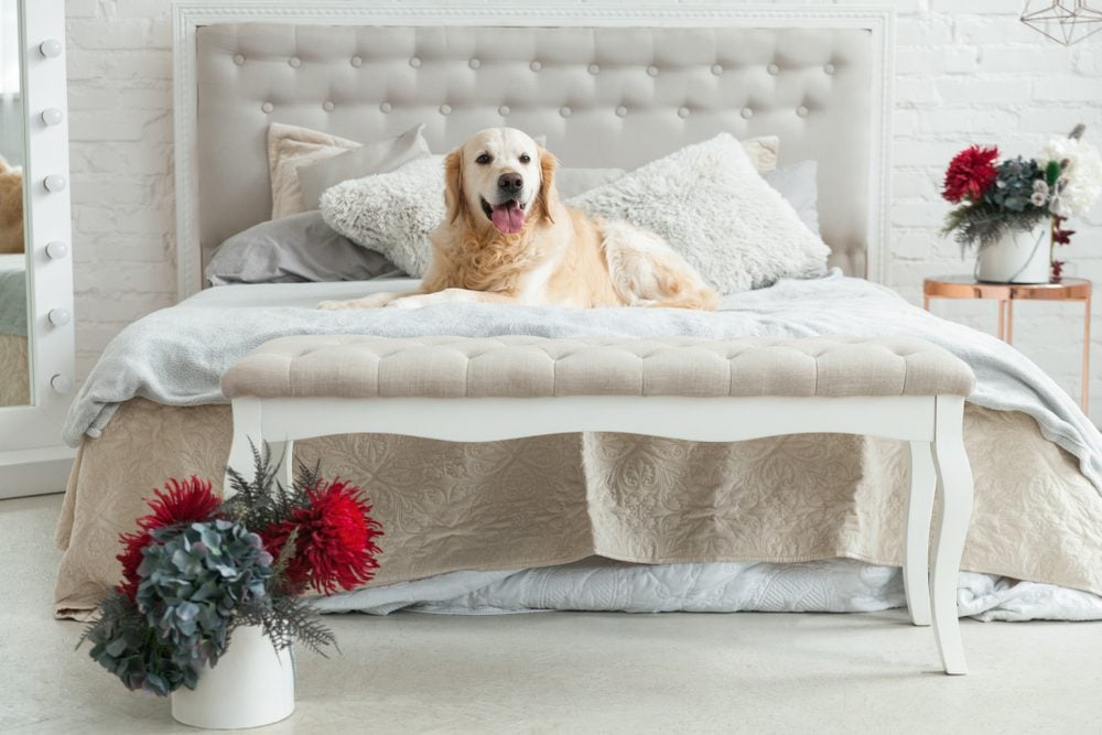 golden retriver dans une chambre d'hotel