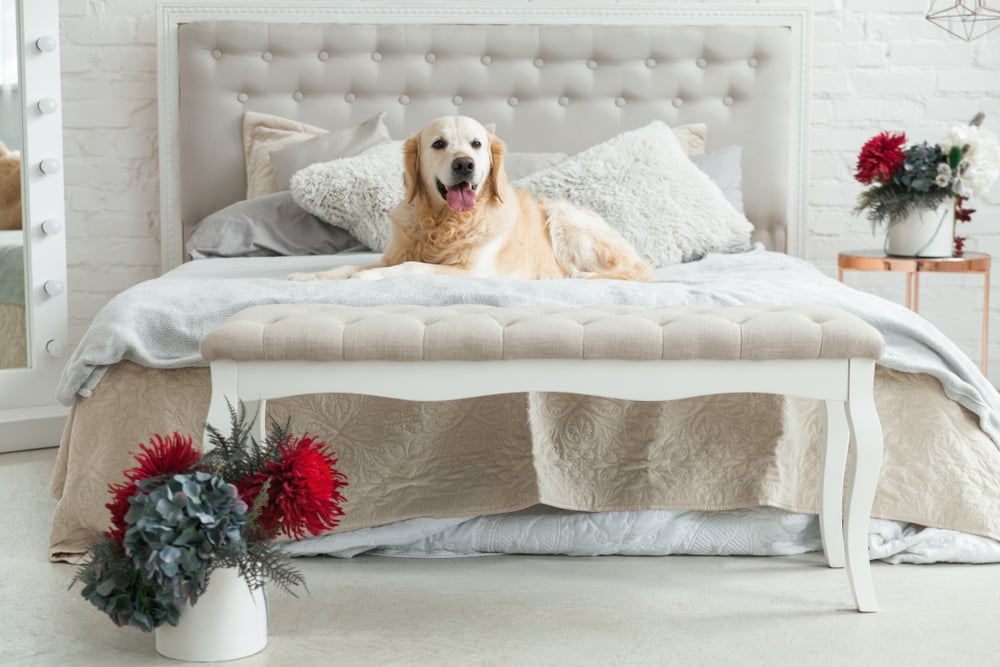 golden retriver dans une chambre d'hotel