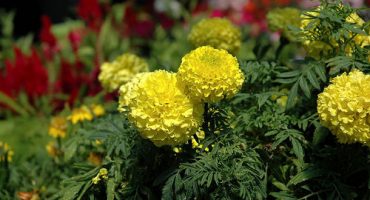 Le marché aux fleurs de Lisbonne