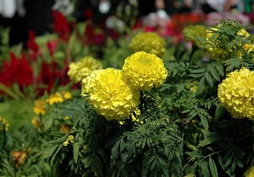 Fleurs jaunes