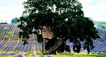 Dormir dans les arbres: le “Tree Hotel”