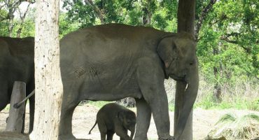 Ecotourisme dans le parc national de Chitwan au Népal