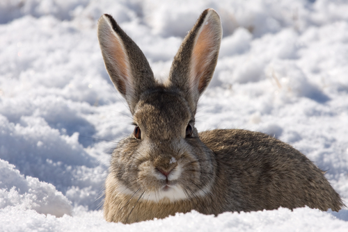 lapin des neiges