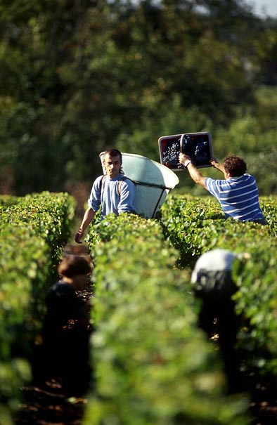 bordeaux, vendanges