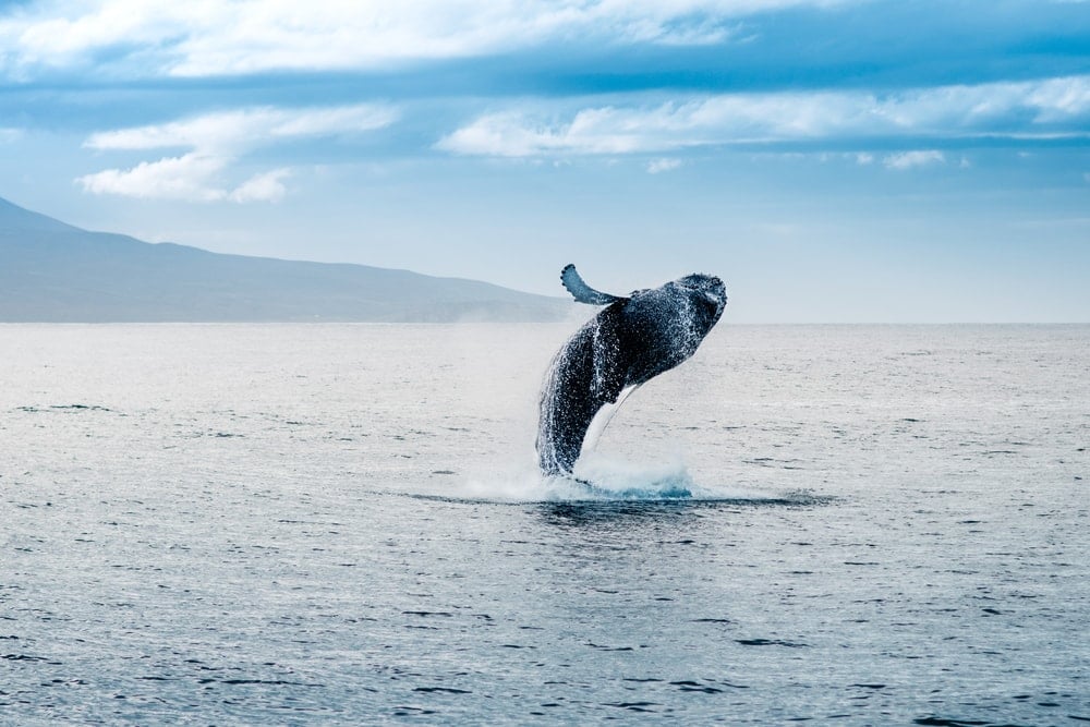 baleine islande - blog eDreams