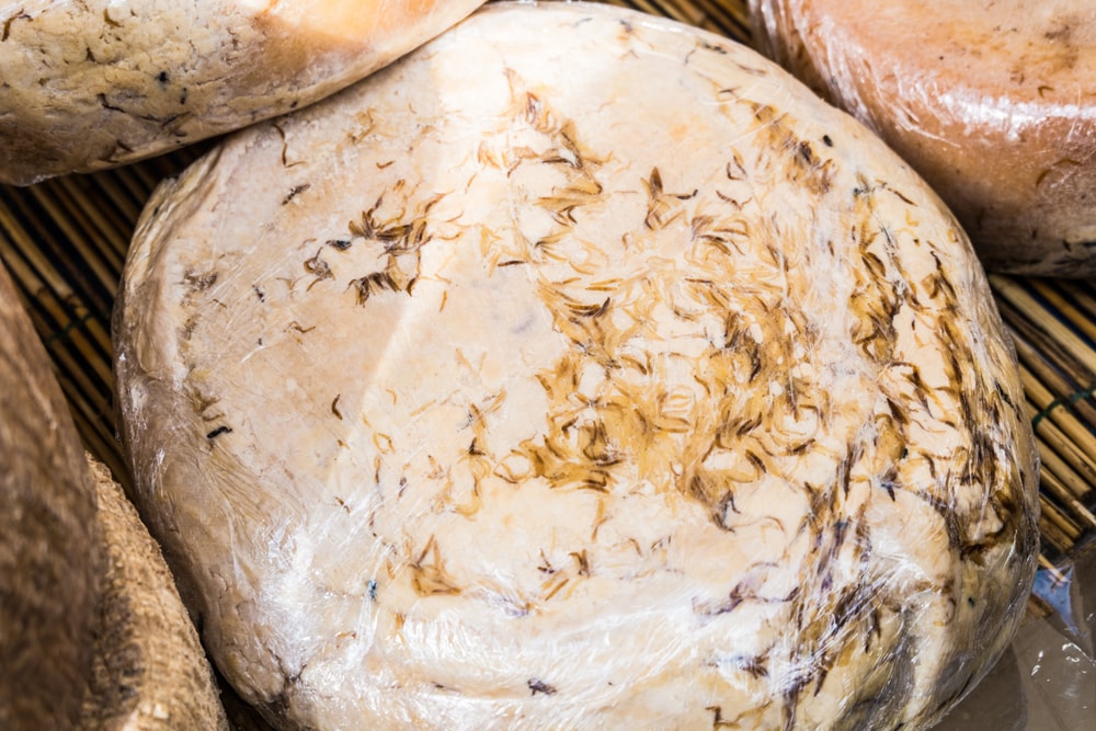 casu marzu fromage sarde - blog eDreams