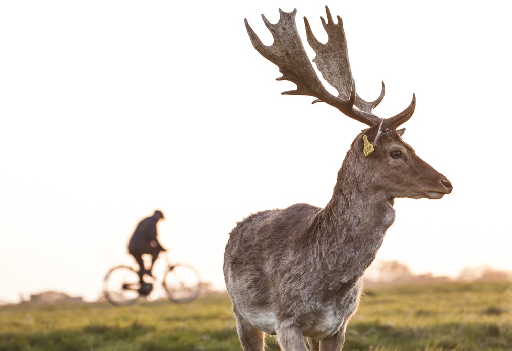 Cerf au Phoenix Park Dublin - blog eDreams