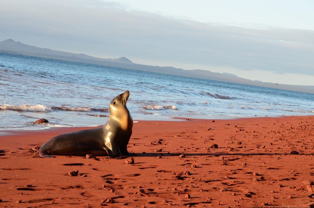 île Galapagos otarie plage