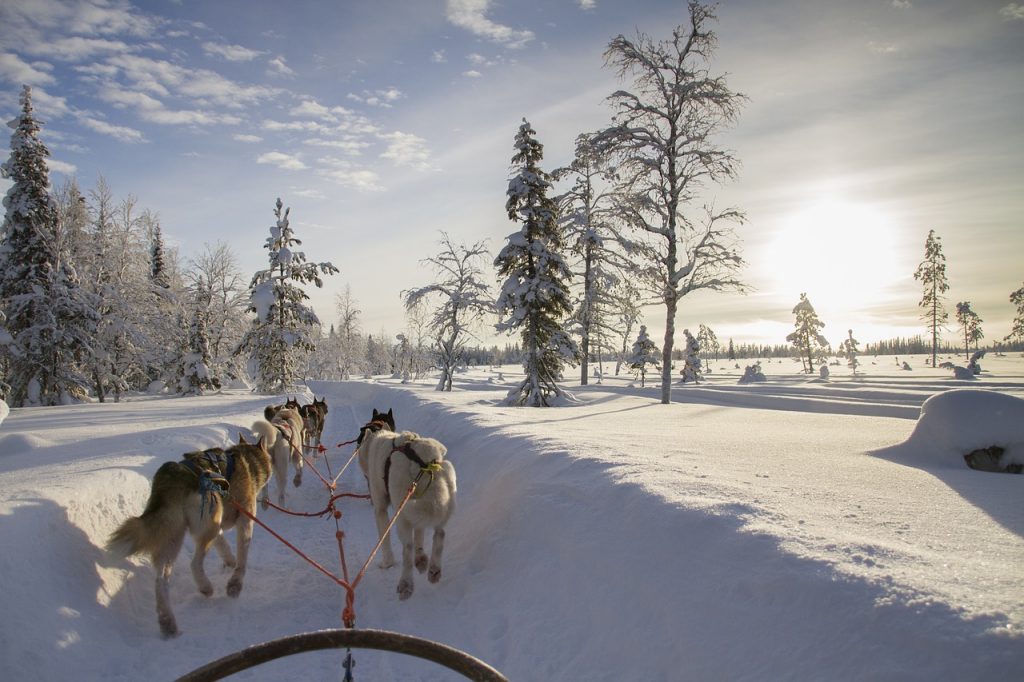 Chiens de traineaux - blog eDreams