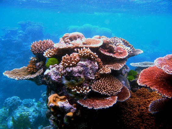 Grande barrière de corail, Australie
