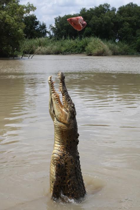 crocodile australie