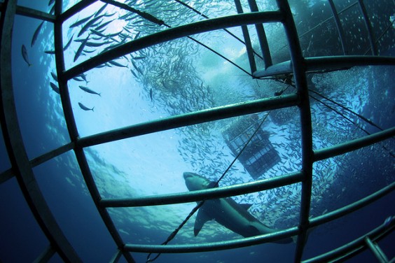 requin australie