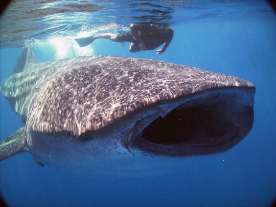 requin baleine