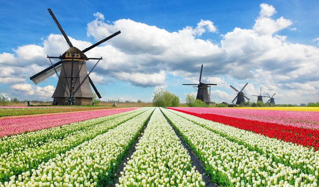 champ tulipe moulin hollande - blog edreams