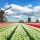 champ tulipe moulin hollande - blog edreams