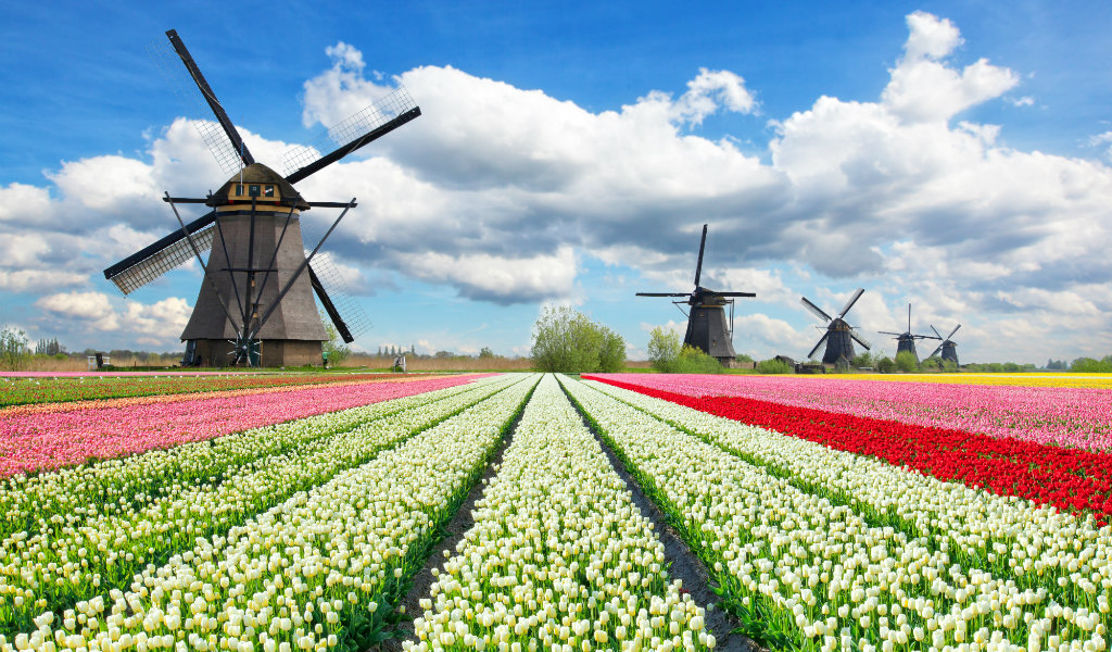 champ tulipe moulin hollande - blog edreams