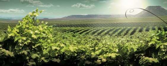 wine ex per la ruta del vi de lleida