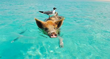 Les plus belles îles des Caraïbes à visiter absolument !