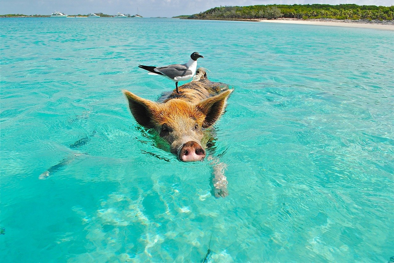 Bahamas eDreams