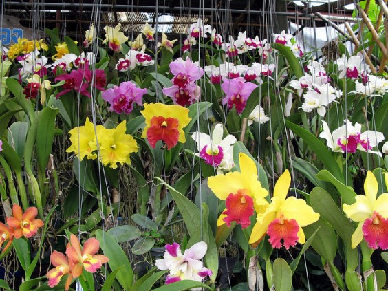 Marché aux fleurs Bangkok