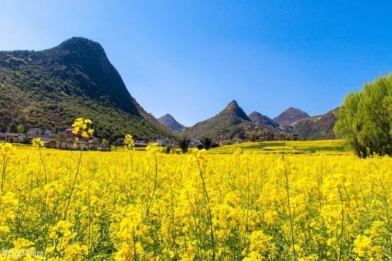 Yunnan fleurs de colza