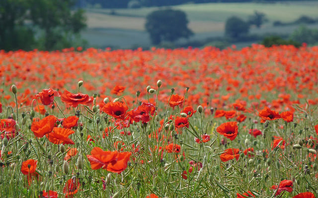 Coquelicots de corbridge angleterre