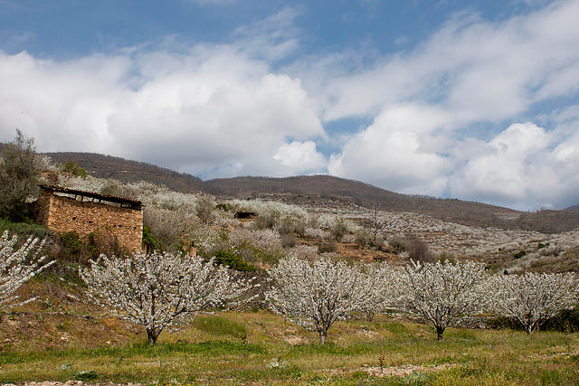 Valle del Jerte Extremadura Spagna