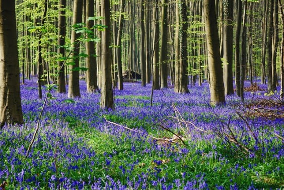 Bosque azul de Hallerbos en Belgica