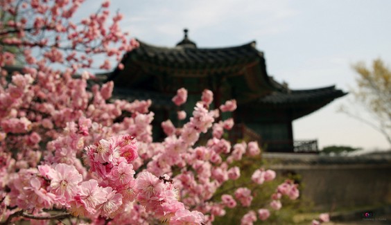 Seoul en primavera