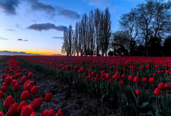 skagit valley USA