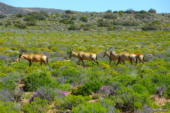 Afrique du sud