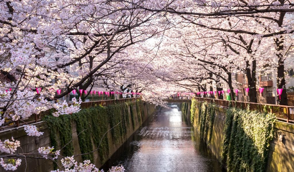 cerisiers en fleurs canal japon - blog edreams