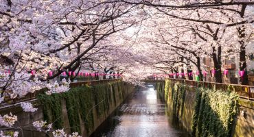 Le guide indispensable du Hanami au Japon !