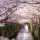 cerisiers en fleurs canal japon - blog edreams