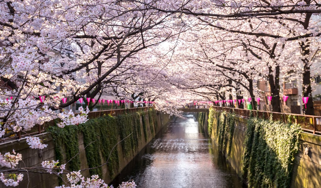 cerisiers en fleurs canal japon - blog edreams
