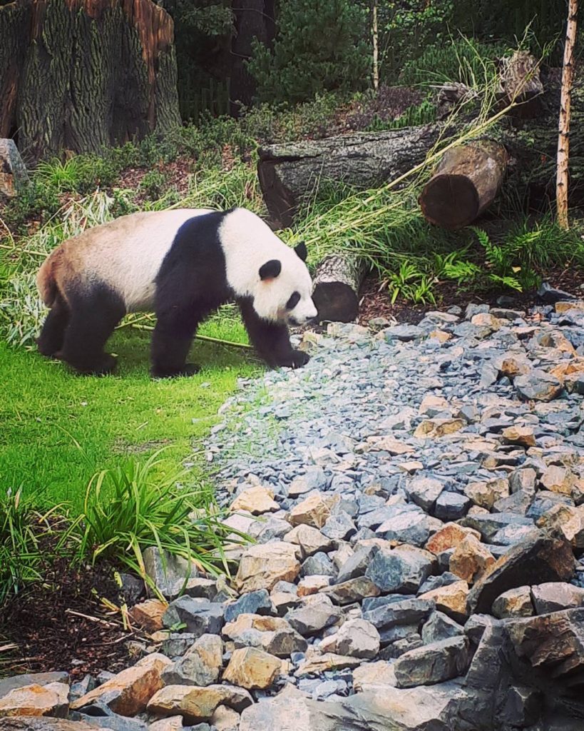 panda Zoo de Berlin eDreams