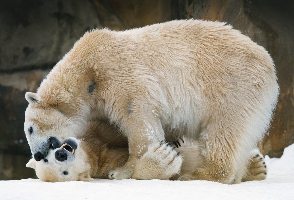 Zoo de Berlin