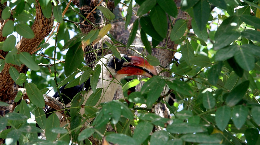 Zoo valencia